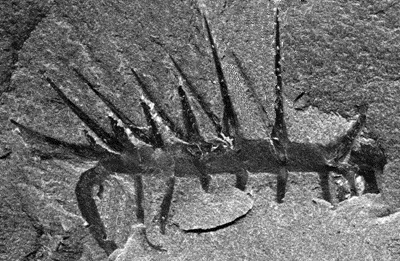 Hallucigenia, an odd fossil from the Cambrian that is probably related to modern velvet worms. [Credit: Chip Clark, Smithsonian Institution]